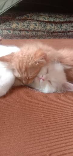 pair of persian cats of age 2 month
