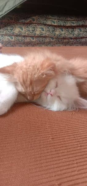 pair of persian cats of age 2 month 0