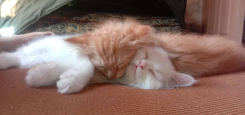pair of persian cats of age 2 month 1