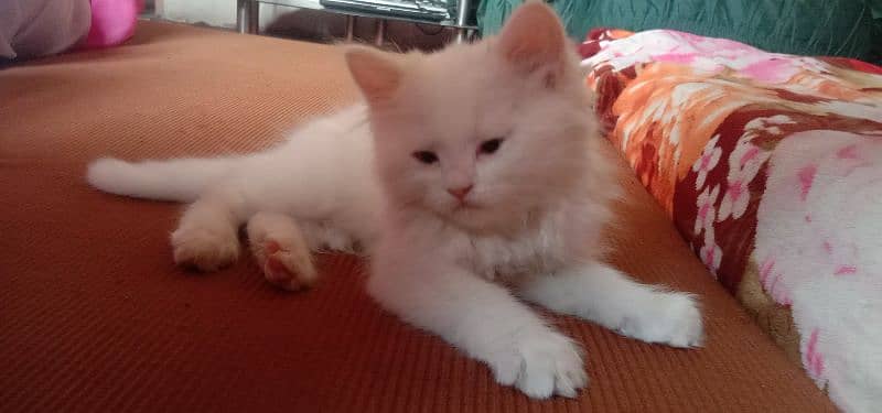 pair of persian cats of age 2 month 2