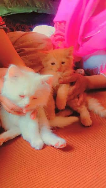 pair of persian cats of age 2 month 4