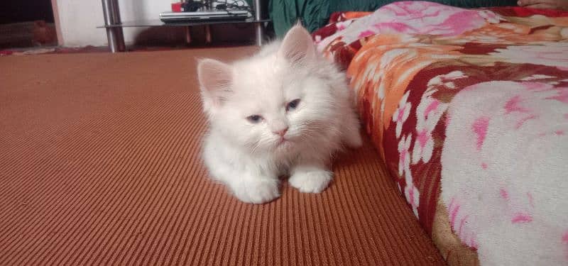 pair of persian cats of age 2 month 5