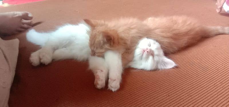 pair of persian cats of age 2 month 6