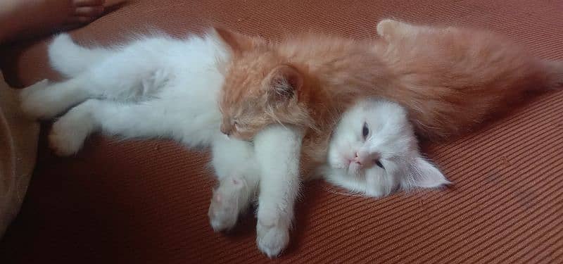 pair of persian cats of age 2 month 7