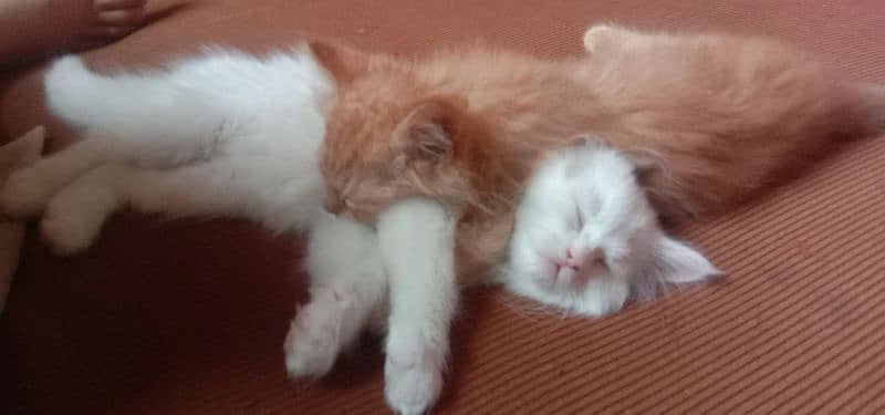 pair of persian cats of age 2 month 8