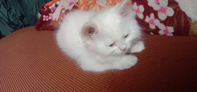 pair of persian cats of age 2 month 10