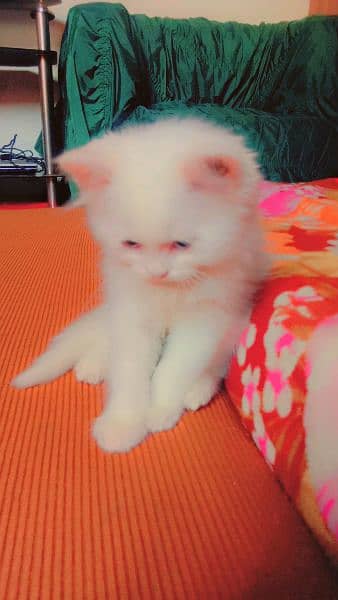 pair of persian cats of age 2 month 11