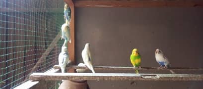 Beautiful Australian parrots for sale