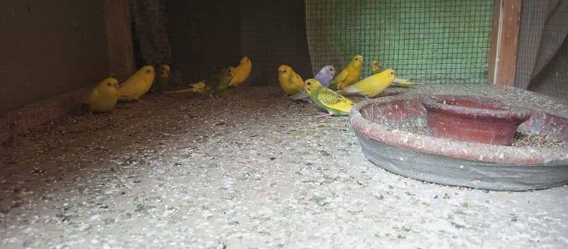 Beautiful Australian parrots for sale 4