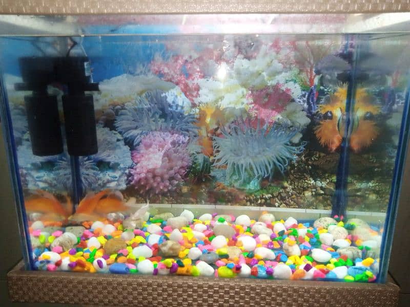 2 fit by 2 fit and Air Filter+LED goldfish pair and koi pair 6fish 3