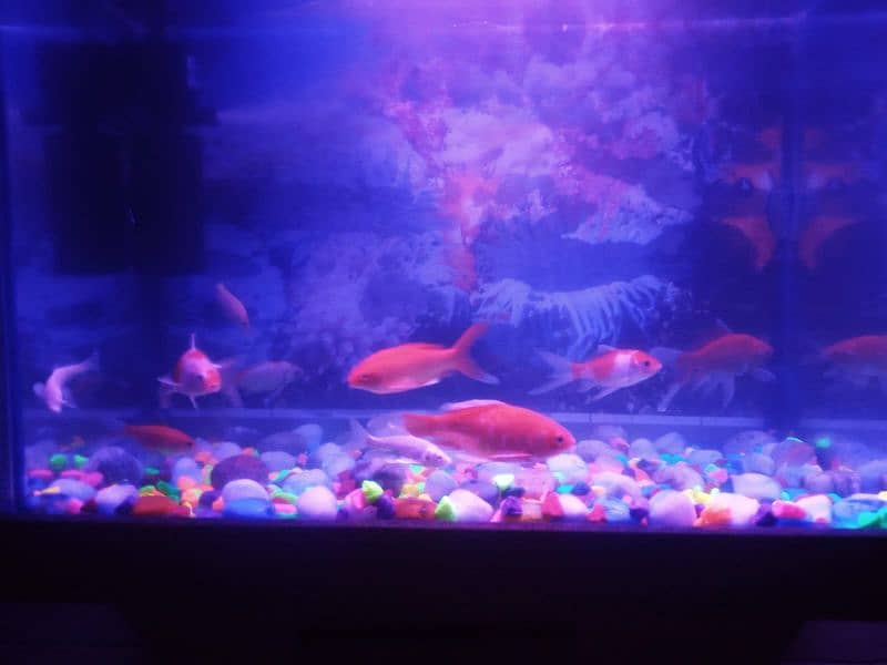 2 fit by 2 fit and Air Filter+LED goldfish pair and koi pair 6fish 7