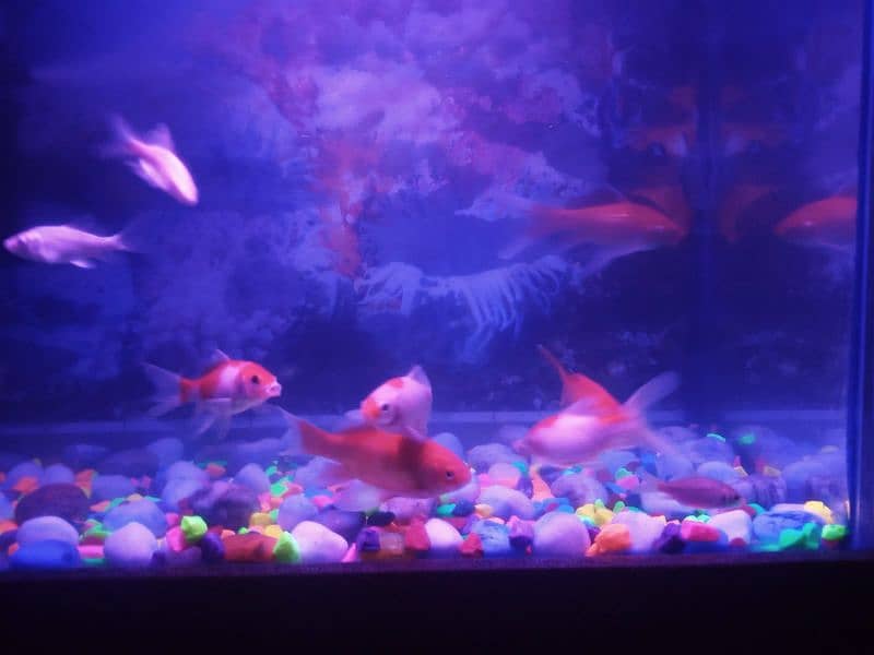 2 fit by 2 fit and Air Filter+LED goldfish pair and koi pair 6fish 8