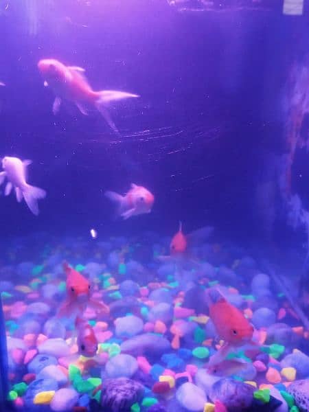 2 fit by 2 fit and Air Filter+LED goldfish pair and koi pair 6fish 9