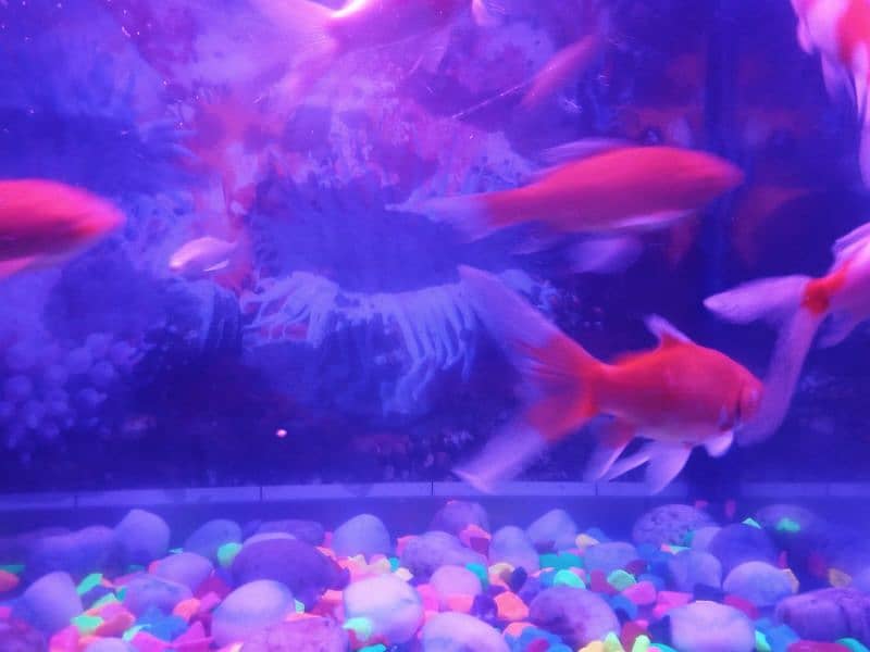 2 fit by 2 fit and Air Filter+LED goldfish pair and koi pair 6fish 10