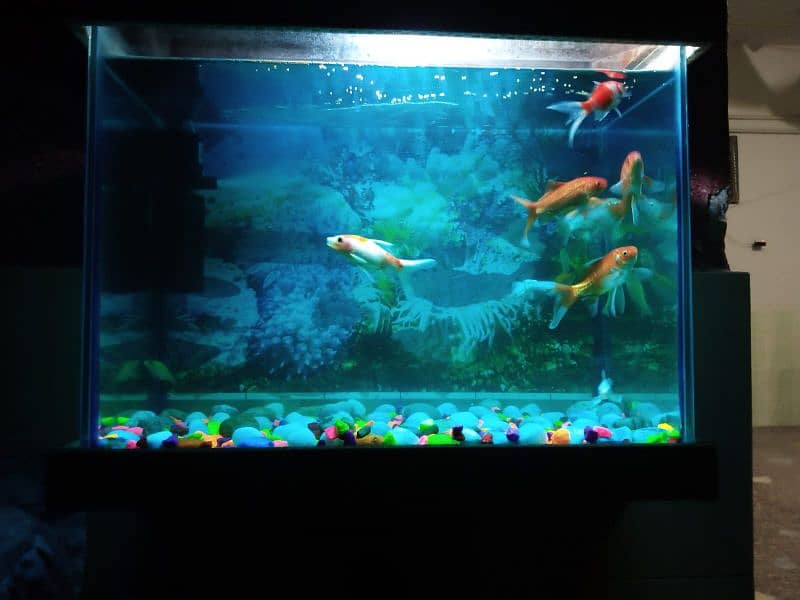 2 fit by 2 fit and Air Filter+LED goldfish pair and koi pair 6fish 11