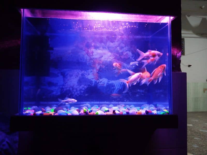 2 fit by 2 fit and Air Filter+LED goldfish pair and koi pair 6fish 12