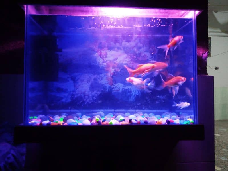 2 fit by 2 fit and Air Filter+LED goldfish pair and koi pair 6fish 13