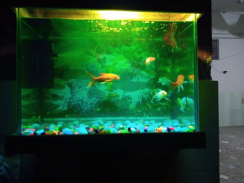 2 fit by 2 fit and Air Filter+LED goldfish pair and koi pair 6fish 14