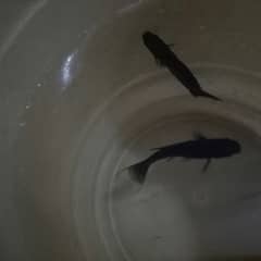 fishes pair for sale