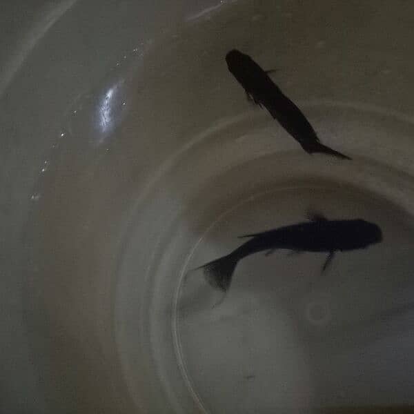 fishes pair for sale 0