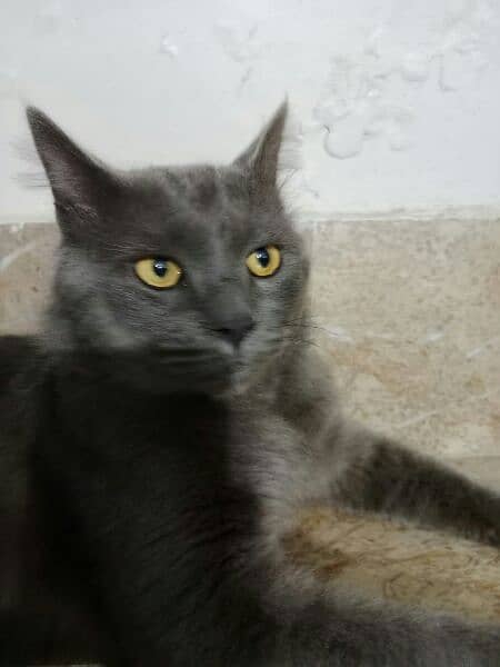 Smoky Black Double Coated Persion Male Cat 1
