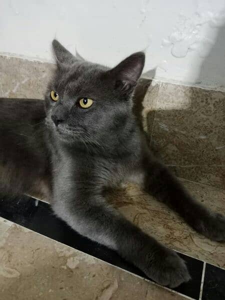 Smoky Black Double Coated Persion Male Cat 2
