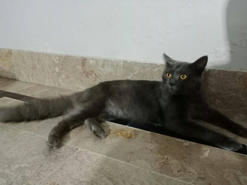 Smoky Black Double Coated Persion Male Cat 4