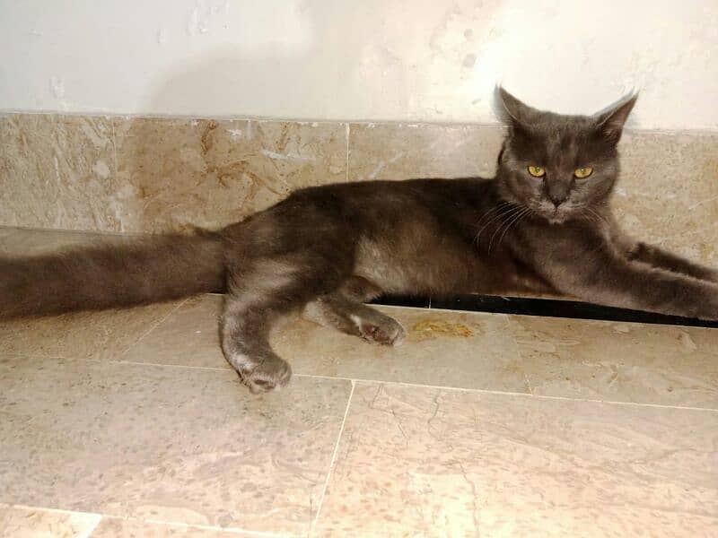 Smoky Black Double Coated Persion Male Cat 5