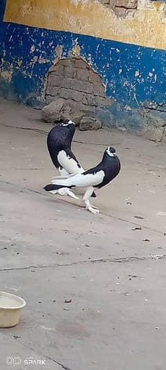 magpie ghubara pigeons