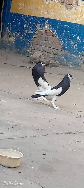 magpie ghubara pigeons 1