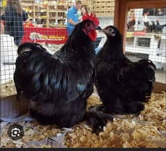 different breed chicken 3000 each prize different age