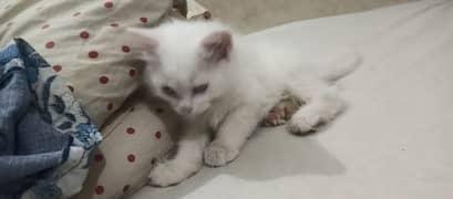 Persian kitten double Cote full active