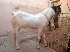 Gulabi Kapla Male Ready For Breed
