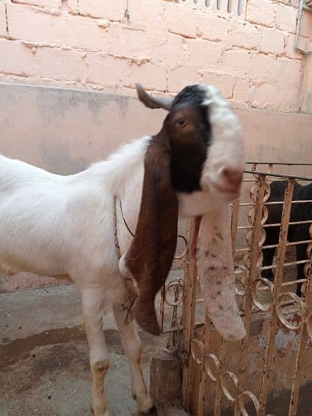 Gulabi Kapla Male Ready For Breed 4