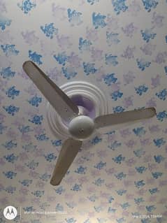SK ceiling fans ×3