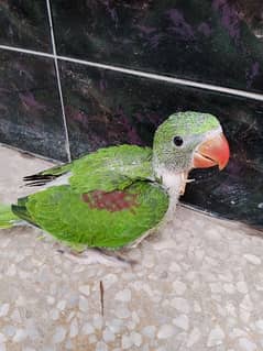 Raw jamboo size parrot