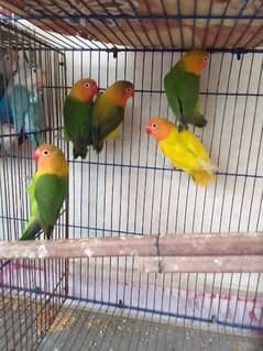 love birds green fisher blue fisher blue fisheries 03125493963 W/S