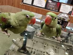 parrots available