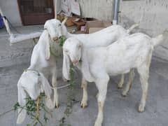 Pure Rajanpuri Gulabi goats for sale