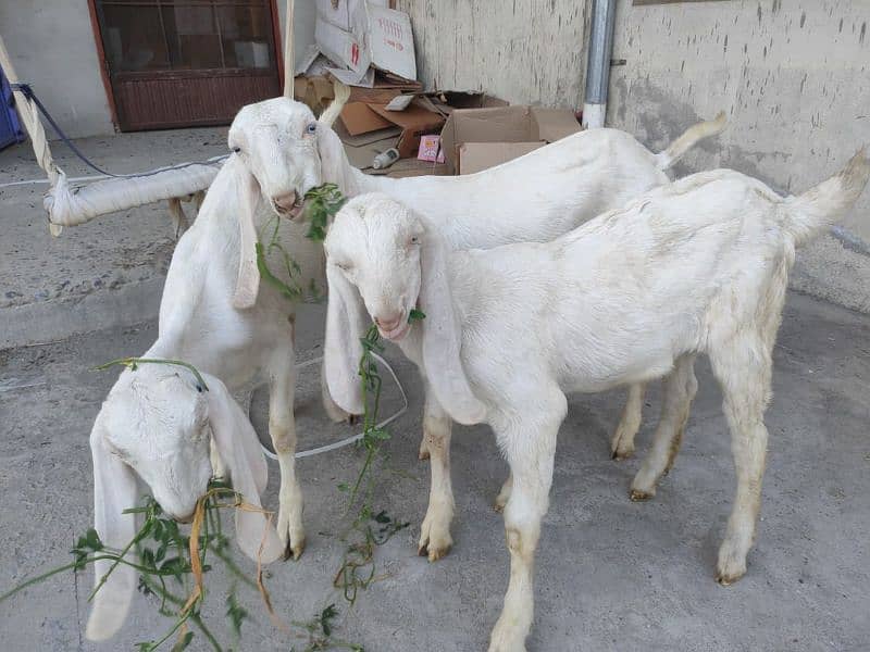 Pure Rajanpuri Gulabi goats for sale 0