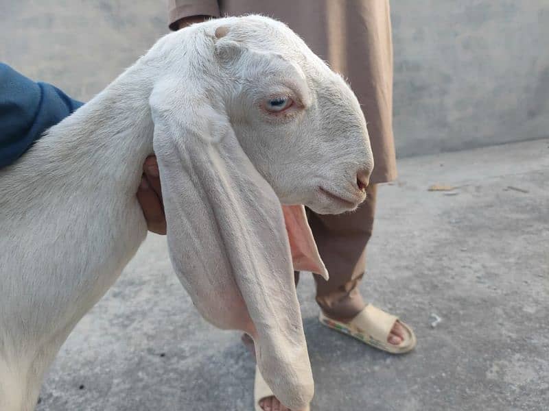 Pure Rajanpuri Gulabi goats for sale 1