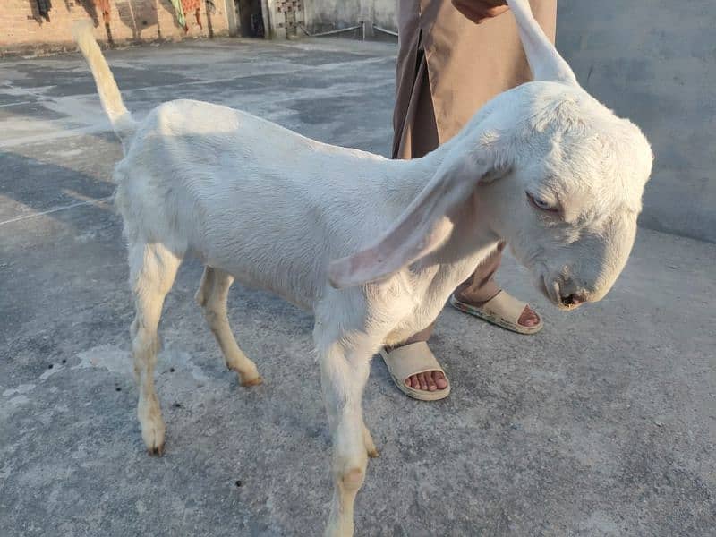 Pure Rajanpuri Gulabi goats for sale 3