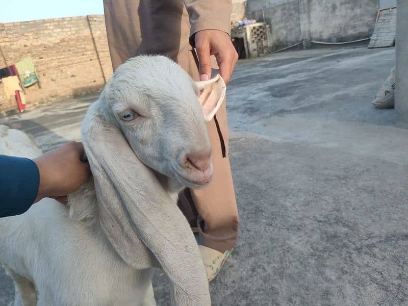 Pure Rajanpuri Gulabi goats for sale 4