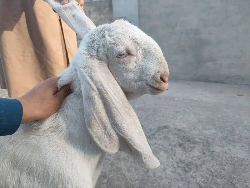 Pure Rajanpuri Gulabi goats for sale 5