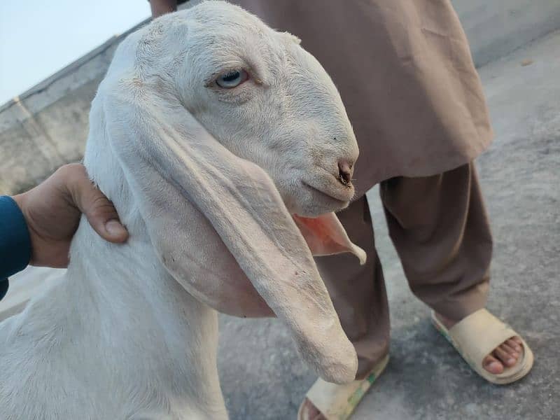 Pure Rajanpuri Gulabi goats for sale 6