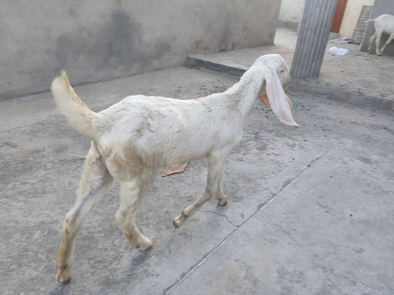 Pure Rajanpuri Gulabi goats for sale 7