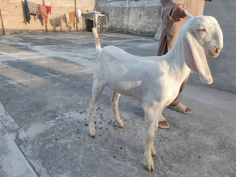 Pure Rajanpuri Gulabi goats for sale 8