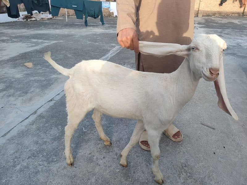 Pure Rajanpuri Gulabi goats for sale 9