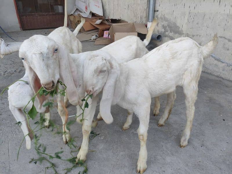 Pure Rajanpuri Gulabi goats for sale 10