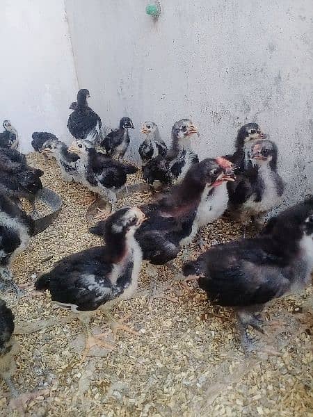 active and healthy chicks only 45 piece available 0